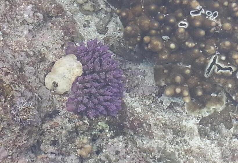 Отель Minshuku Myojoso