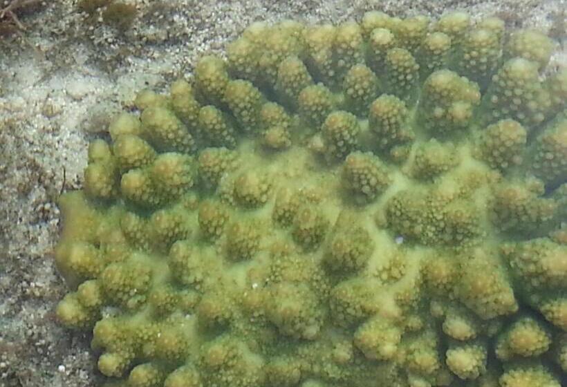 Отель Minshuku Myojoso