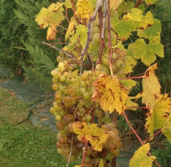 بنسيون Villa Argomaniz