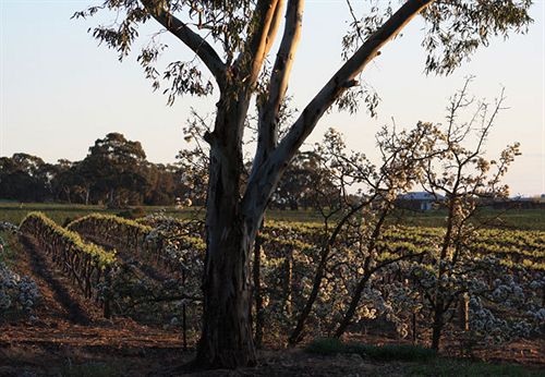 The Reserve Barossa Valley