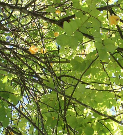 Bed and Breakfast Casa Mia Casa De Férias