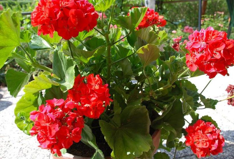 ベッドアンドブレックファースト Pension Agnes