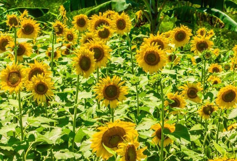 בית מלון כפרי Paloverde Villas Campestres