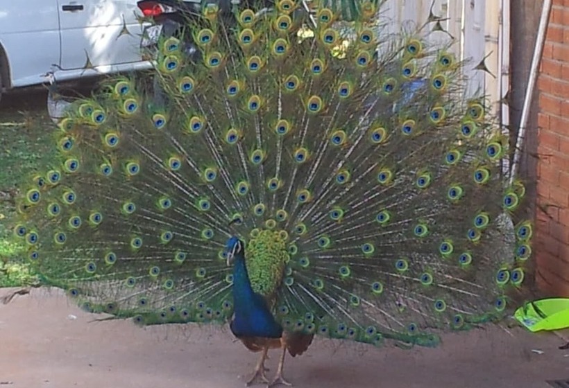 Отель Lindoia Rural