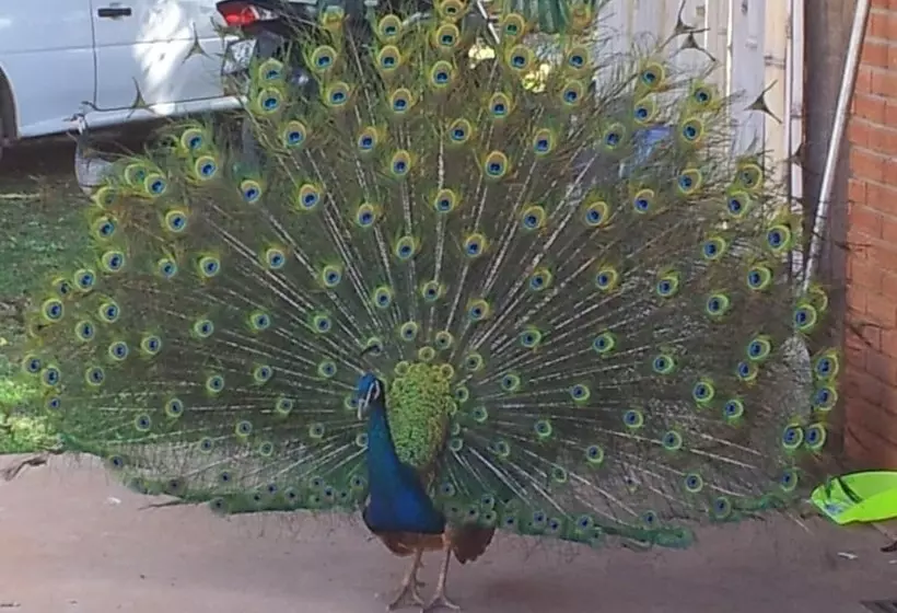 Hotelli Lindoia Rural