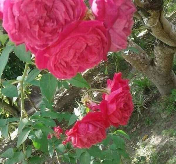 酒店 Pousada Aba Da Serra