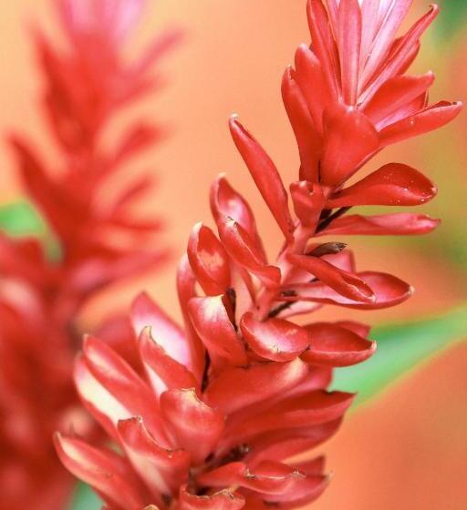 هتل Pousada Villaggio Assis