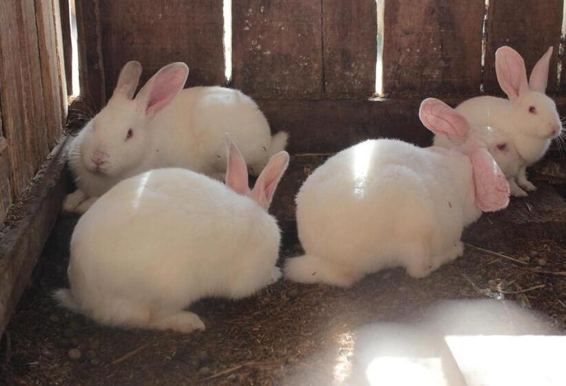 Отель Termas Da Guarda