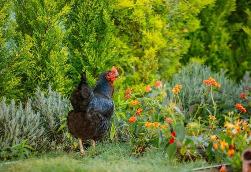 Bed and Breakfast Bellapi̇etra