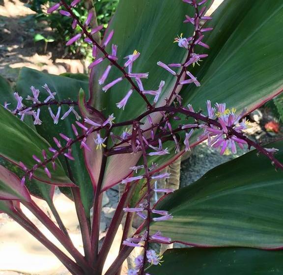 Отель Delta Maresias Studio