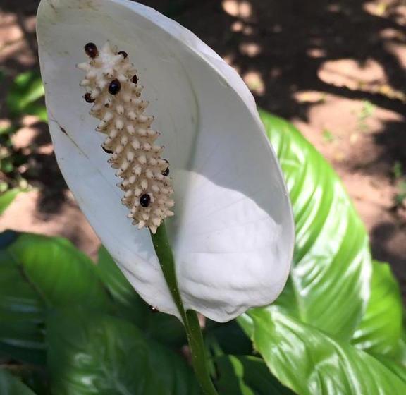 Отель Delta Maresias Studio