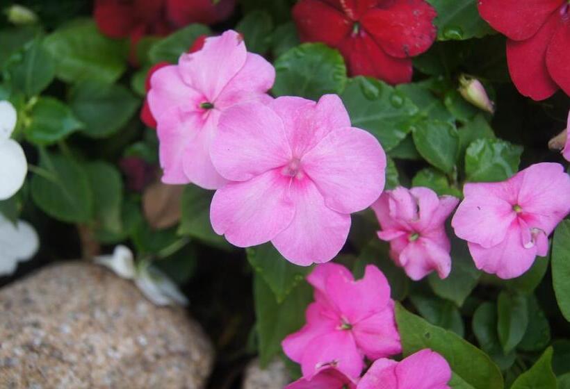 Bed & Breakfast Lorelei