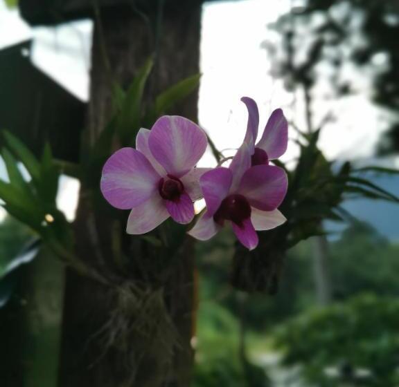 Mon Kiang Dao Resort