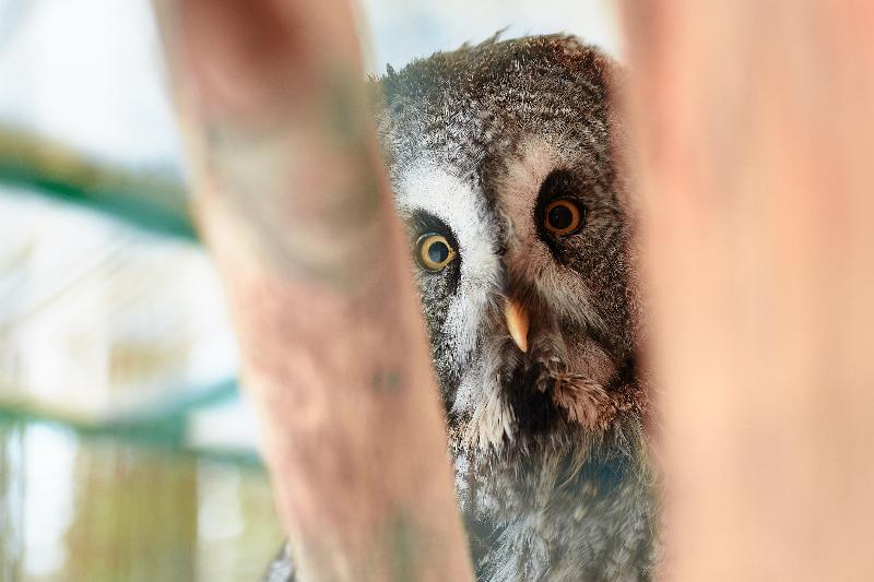 ホテル Romanov Les