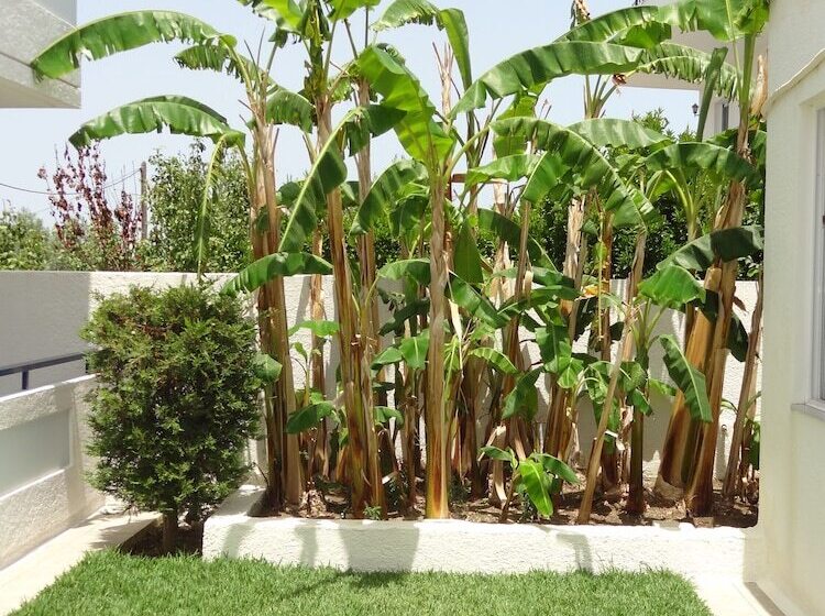 Michalis Studios & Apartments