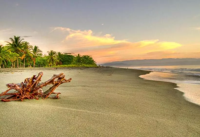 ホテル Iguana Lodge Beach Resort