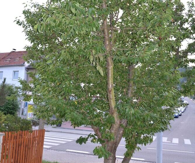 בית מלון כפרי Penzion Levandule