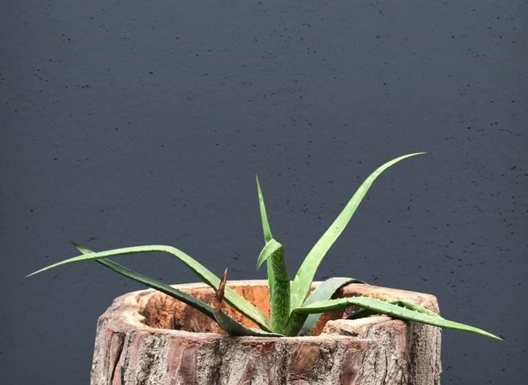 فندق The Lot Boutique