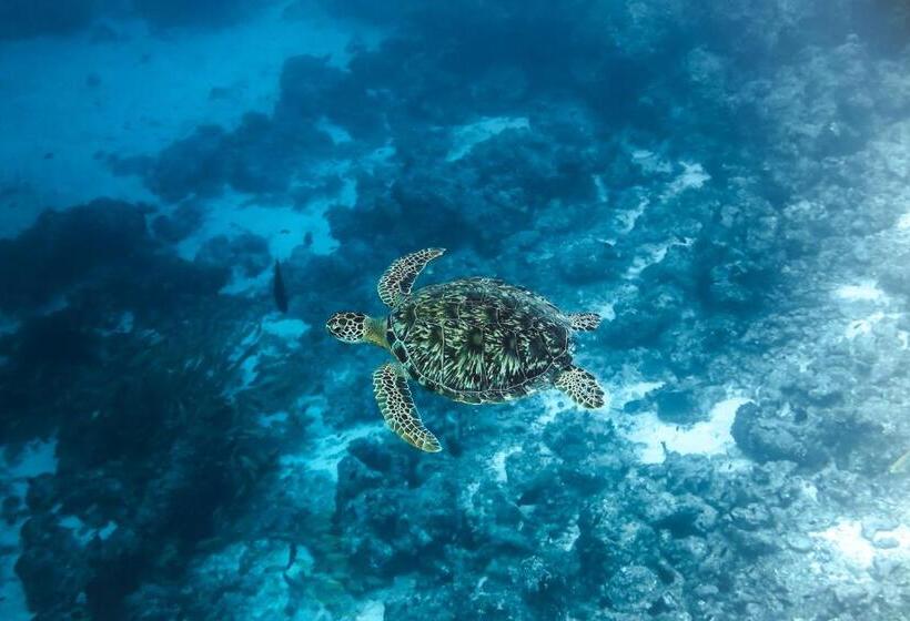 پانسیون Rashu Hiyaa