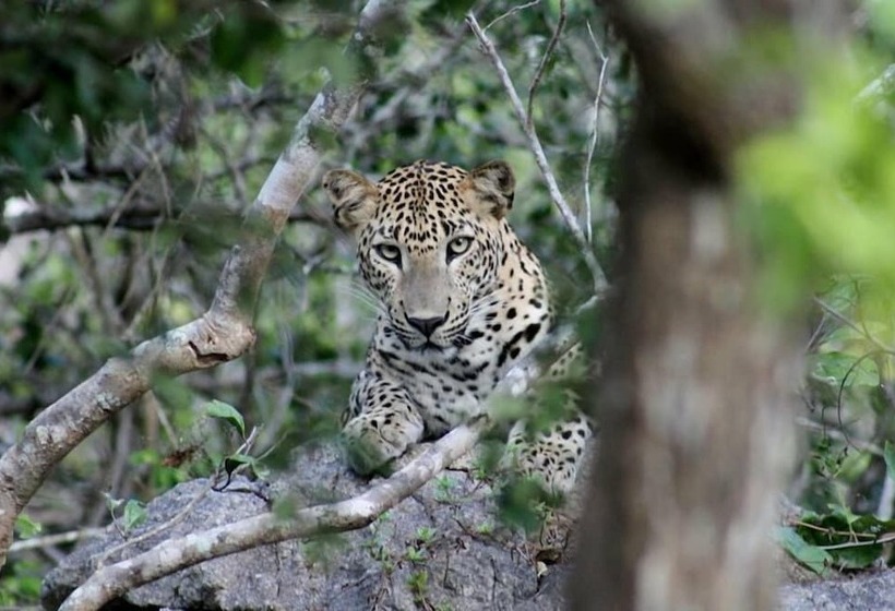 بنسيون Villa Nicomar