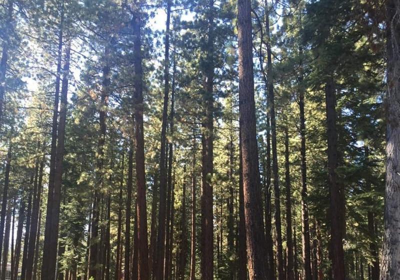 ホテル Club Tahoe Resort