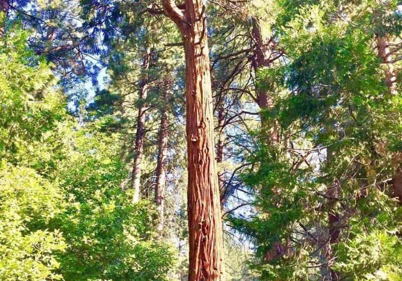 ホテル Club Tahoe Resort