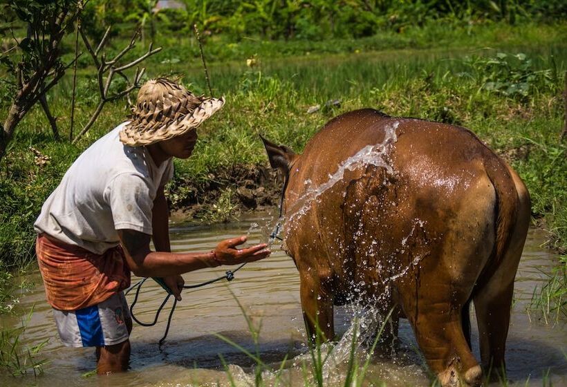 酒店 Visesa Ubud Resort