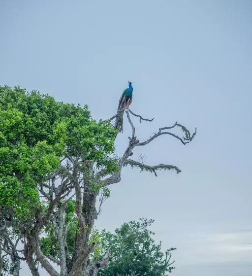 Lomakeskus Animal View Point Yala