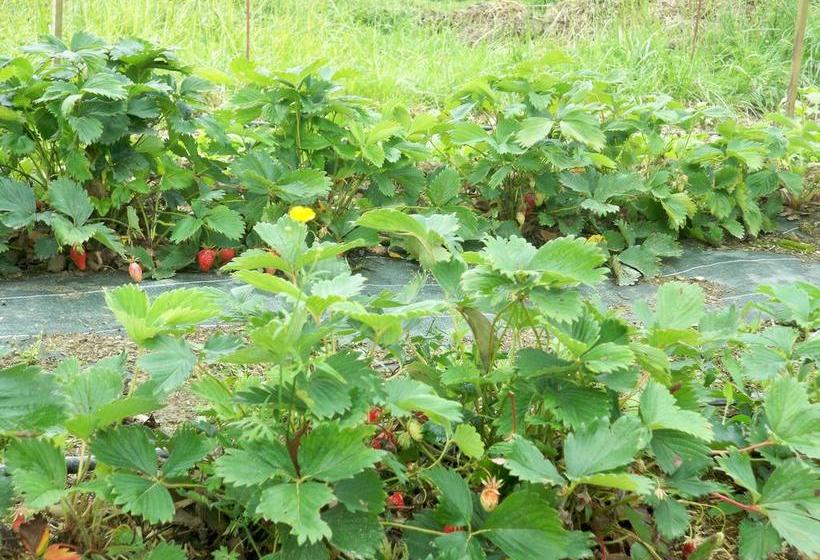 住宿加早餐 Chambres D Hôtes Relais Milord