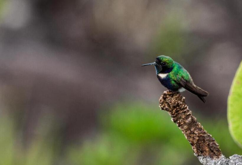 فندق صغير Villa Madorna