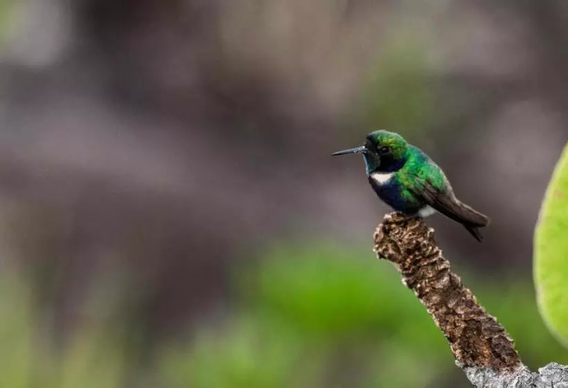 ユースホステル Villa Madorna