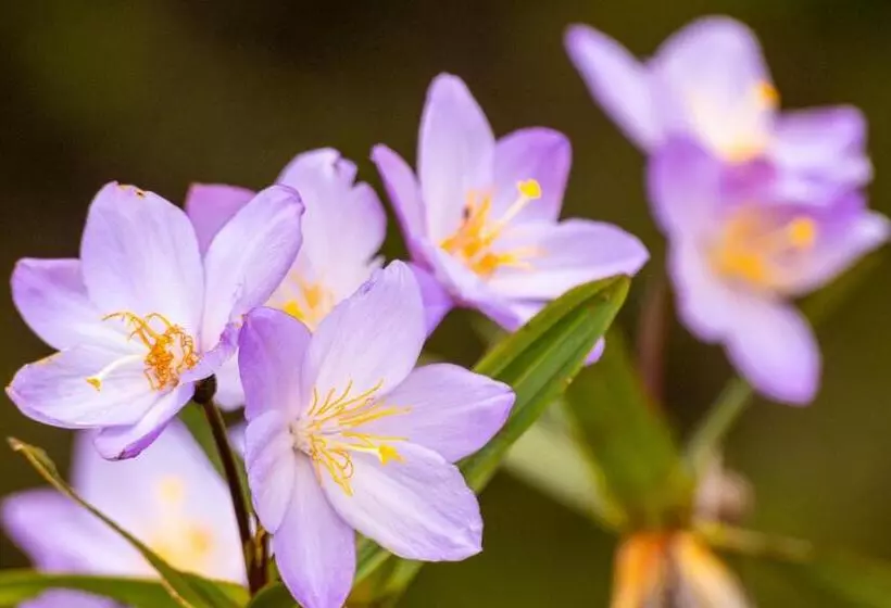 ユースホステル Villa Madorna