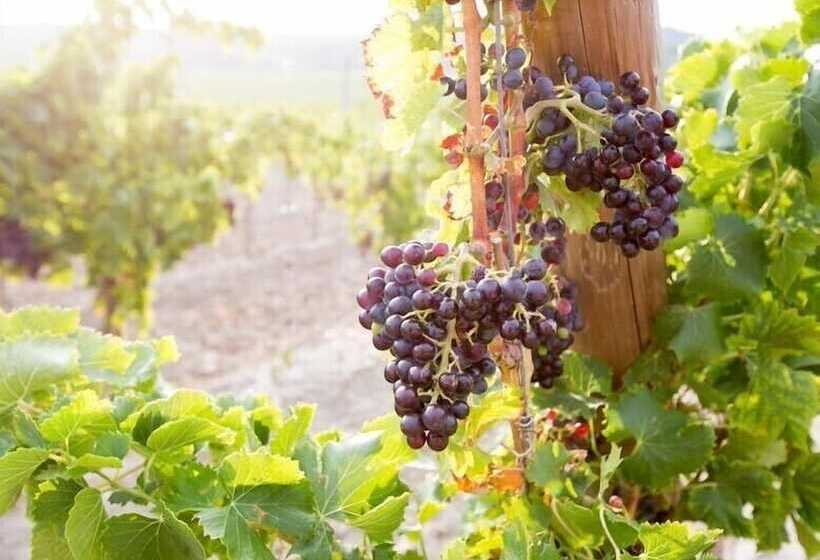 تختخواب و صبحانه Domaine De Saint Obre