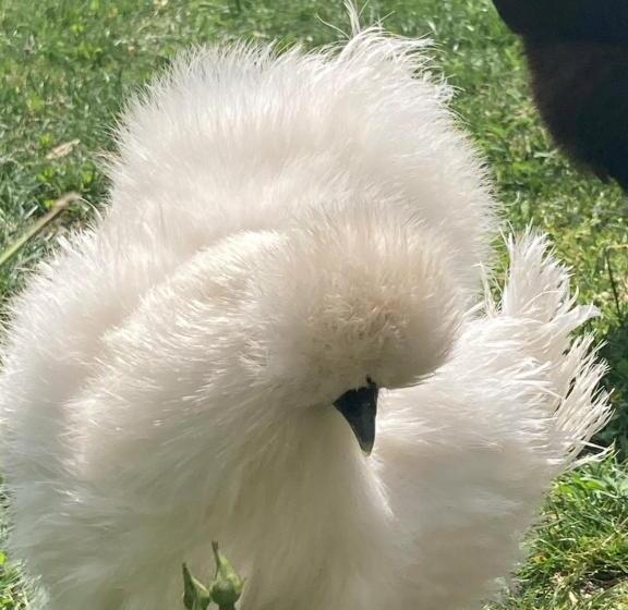 Bed and Breakfast La Maison D Ivona