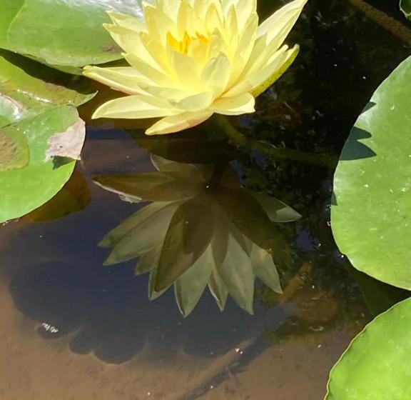 Bed and Breakfast La Maison D Ivona