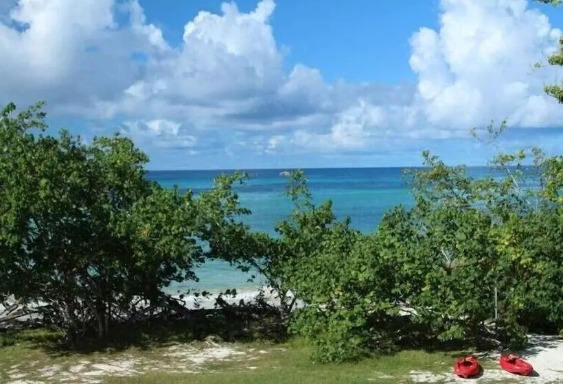 Heliconia Grove