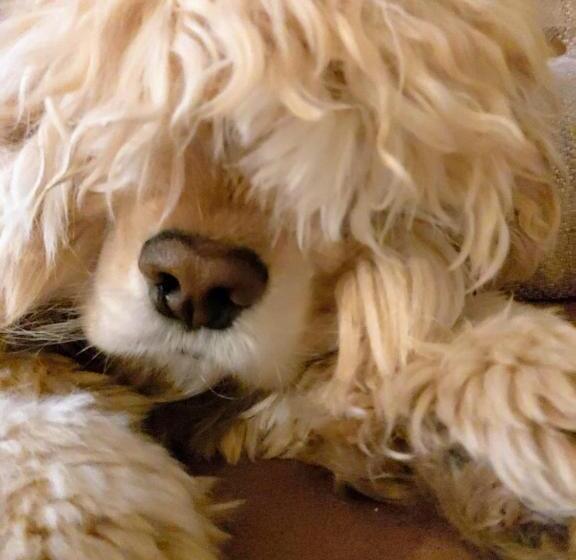 Red Lion, Coorie Inn