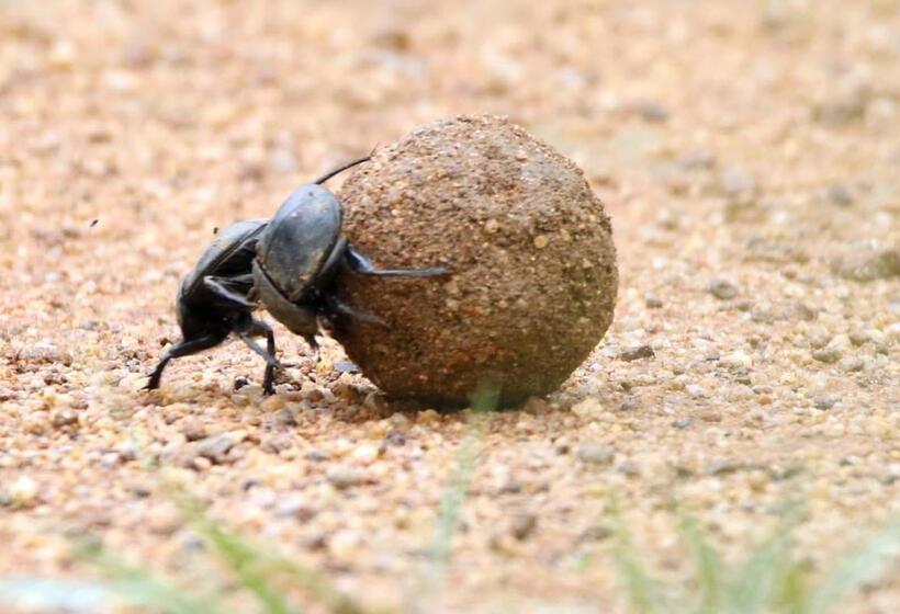 호텔 Finfoot Lake Reserve By Dream Resorts