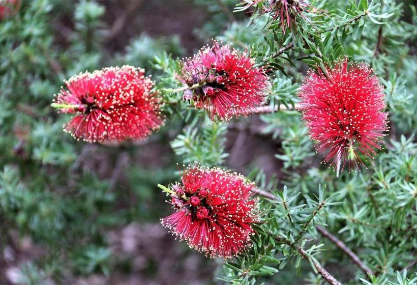 ホテル Treenbrook Cottages