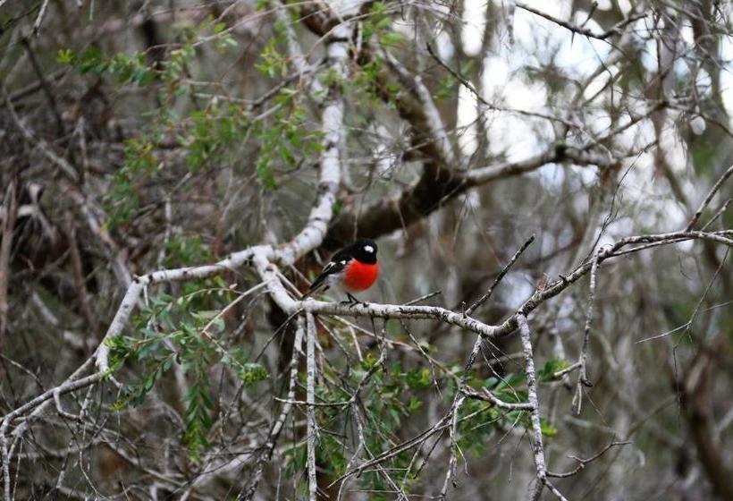 ホテル Treenbrook Cottages