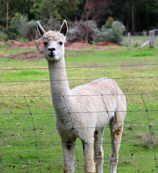 ホテル Treenbrook Cottages