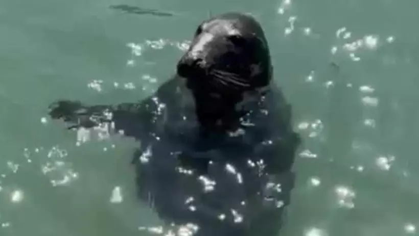 اقامتگاه Impeccable 3 Bed House In Newquay