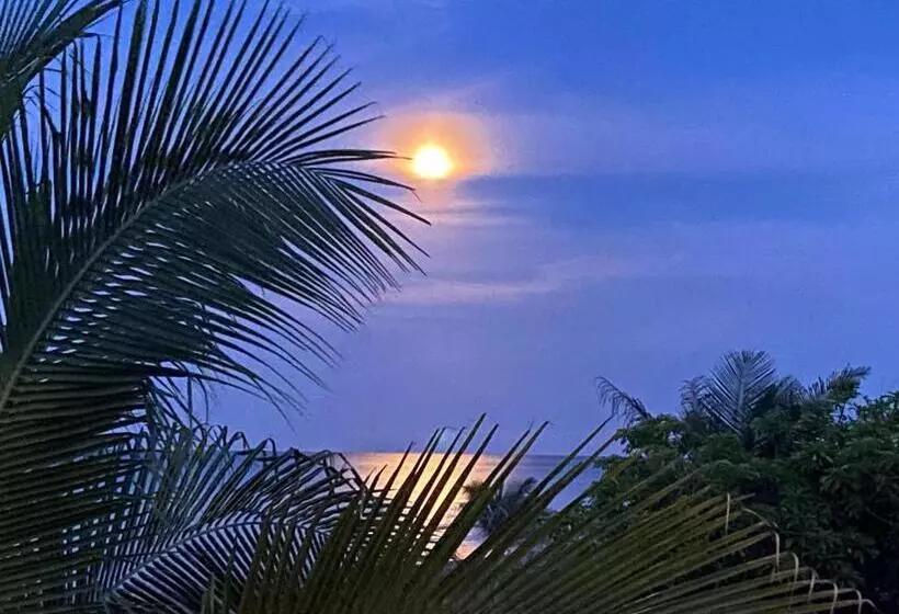 Uverito Sand Dollar B&b