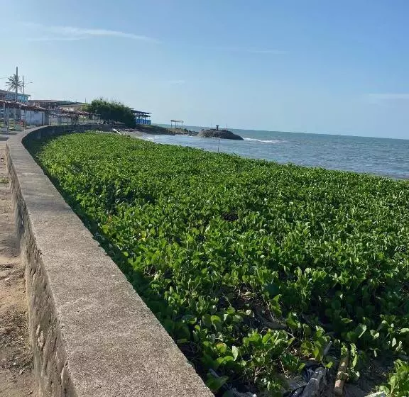 Uverito Sand Dollar B&b