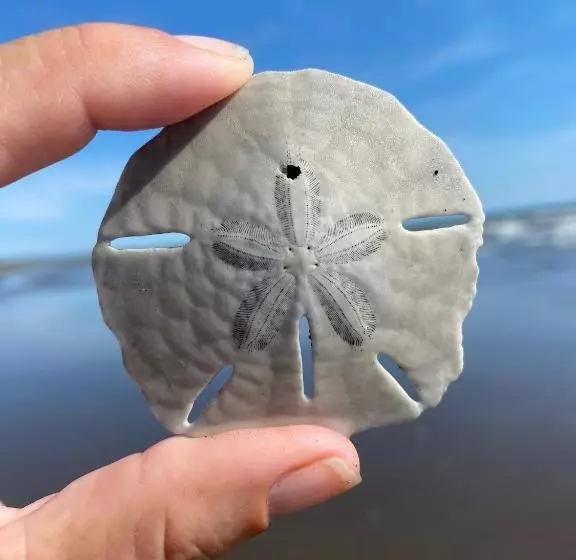 Uverito Sand Dollar B&b