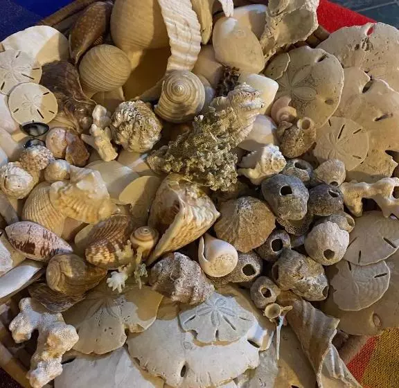 Uverito Sand Dollar B&b