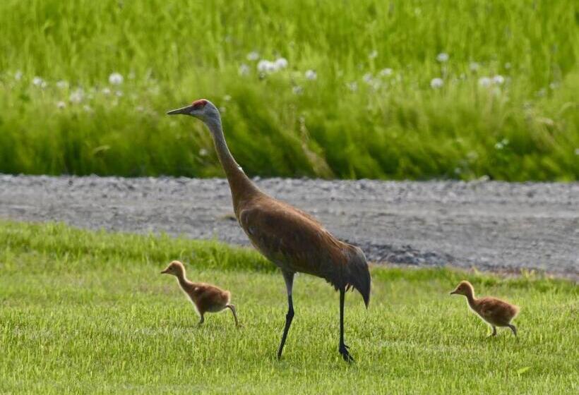 호텔 Juneberry Lodge