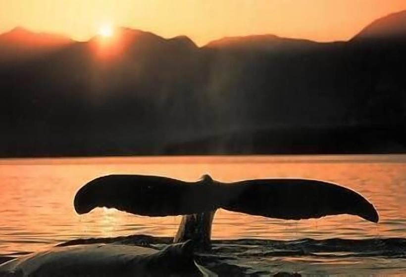 פנסיון Walker Bay Manor Mansion