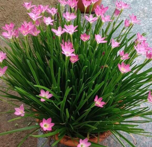 فندق Vanasree Farmstay