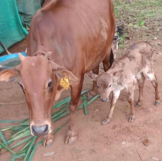 فندق Vanasree Farmstay